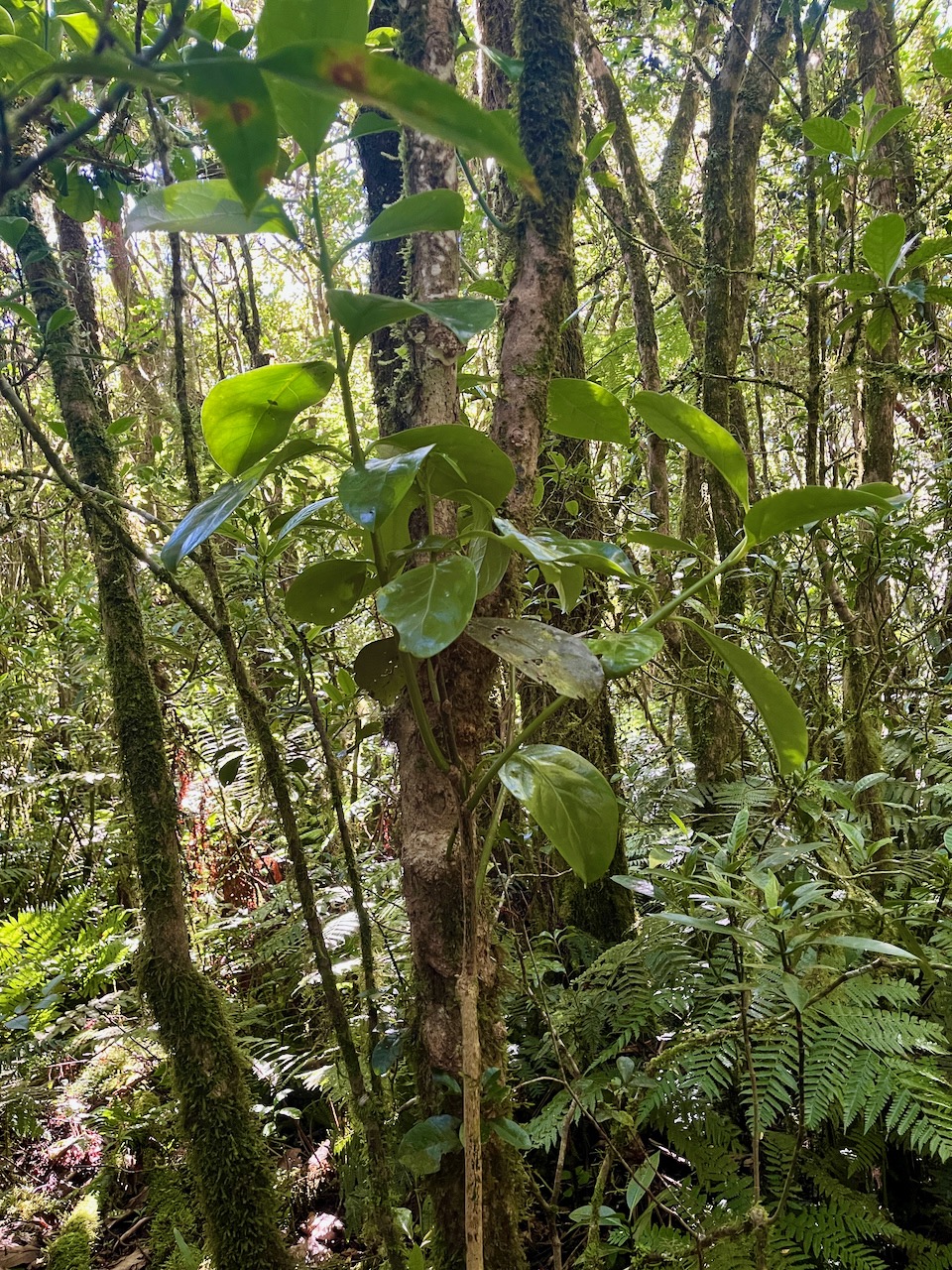 5. Tambourissa crassa - Bois de tambour  ou Bois de Bombarde- Monimiacée - Masc.jpeg