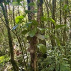 5. Tambourissa crassa - Bois de tambour  ou Bois de Bombarde- Monimiacée - Masc.jpeg