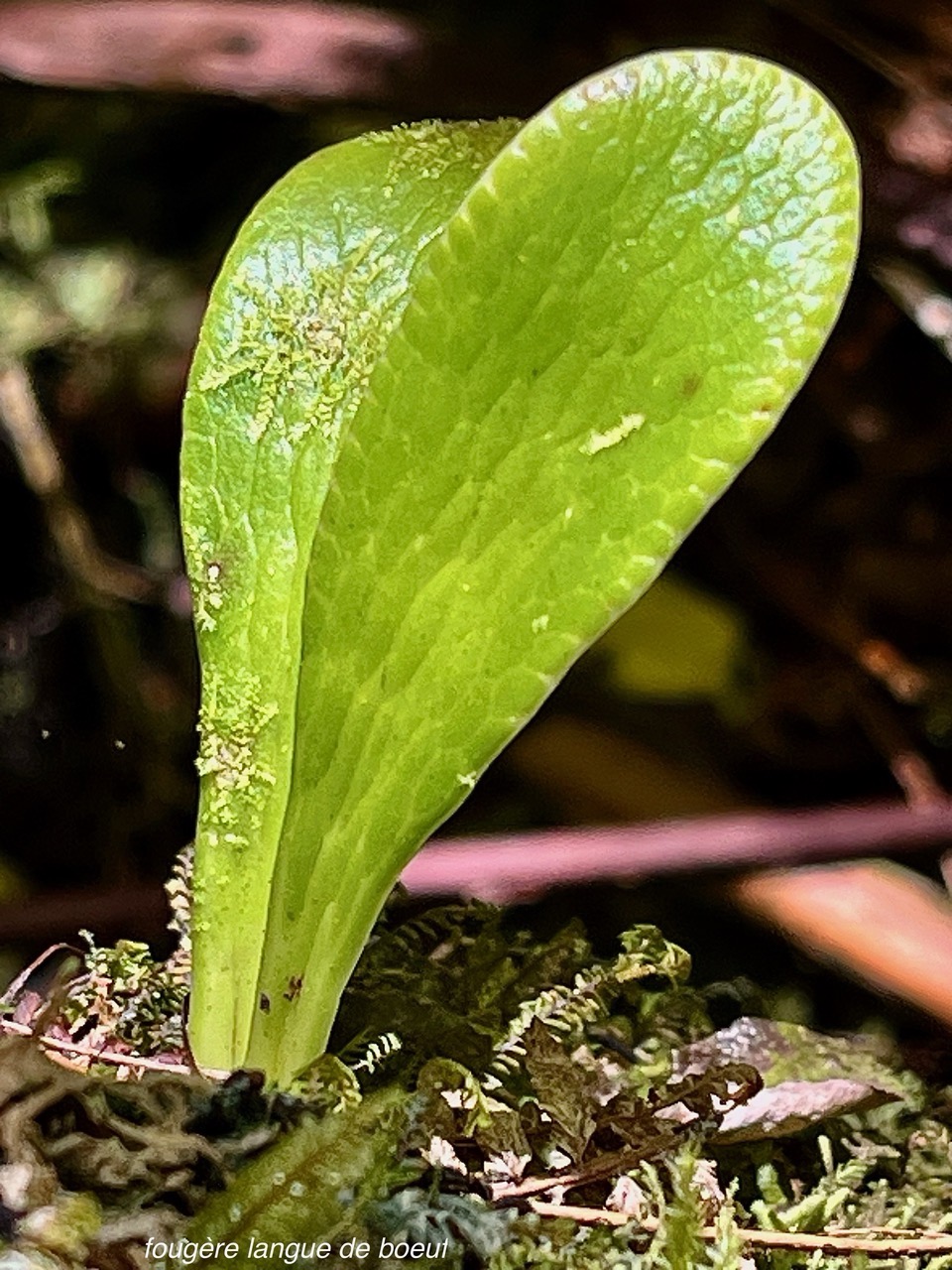 Antrophyopsis boryana.(Antrophyum be oryanum ).fougère langude boeuf .très jeune individu .pteridaceae.endémique Madagascar Comores et Mascqareignes..jpeg