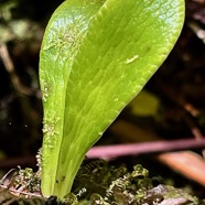 Antrophyopsis boryana.(Antrophyum be oryanum ).fougère langude boeuf .très jeune individu .pteridaceae.endémique Madagascar Comores et Mascqareignes..jpeg