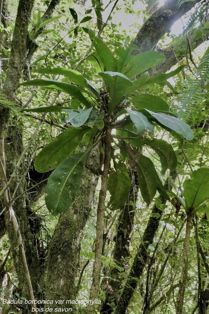 Badula borbonica  var macrophylla.Bois de savon .primulaceae. Endémique Réunion.jpeg