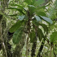 Badula borbonica  var macrophylla.Bois de savon .primulaceae. Endémique Réunion.jpeg