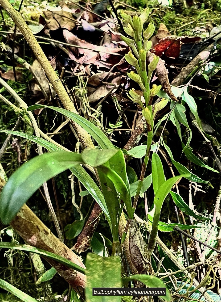 Bulbophyllum cylindrocarpum Frapp. orchidaceae.endémique Madagascar Mascareignes. (1).jpeg