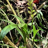 Bulbophyllum cylindrocarpum Frapp. orchidaceae.endémique Madagascar Mascareignes. (1).jpeg