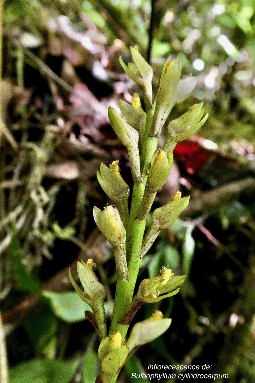 Bulbophyllum cylindrocarpum Frapp. orchidaceae.endémique Madagascar Mascareignes..jpeg