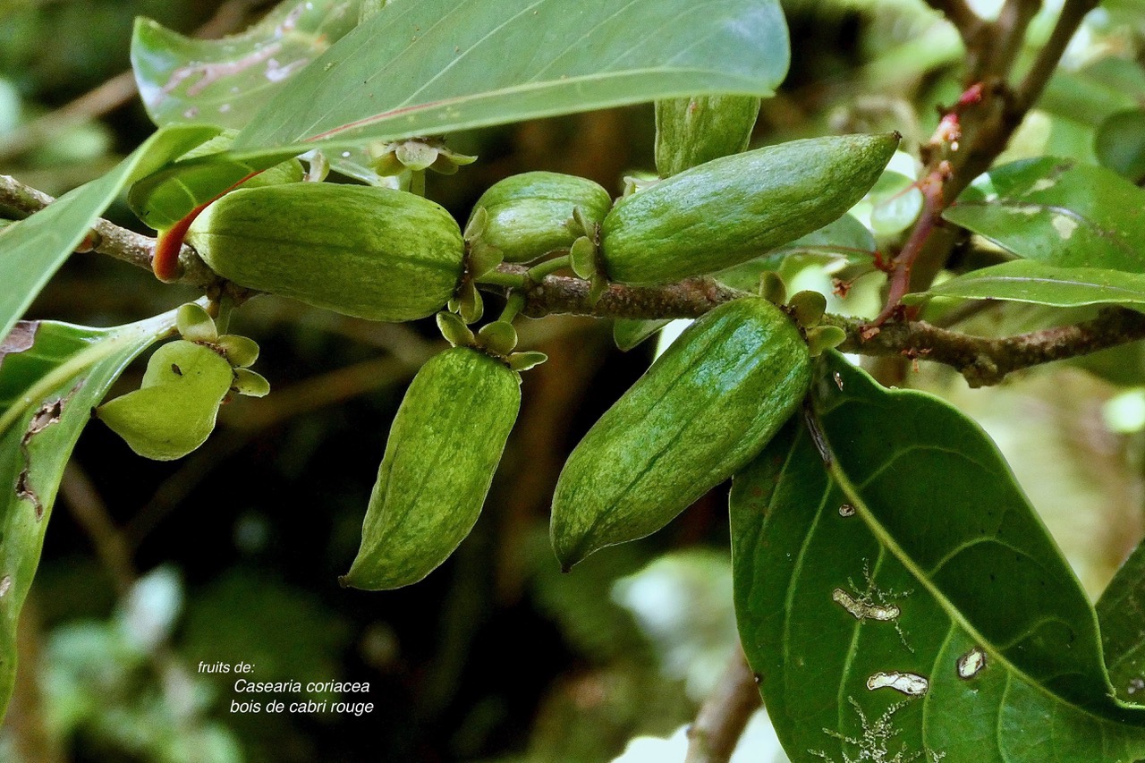 Casearia coriacea .bois de cabri rouge.( fruits ).salicaceae.endémique Réunion Maurice..jpeg