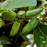 Casearia coriacea .bois de cabri rouge.( fruits ).salicaceae.endémique Réunion Maurice..jpeg