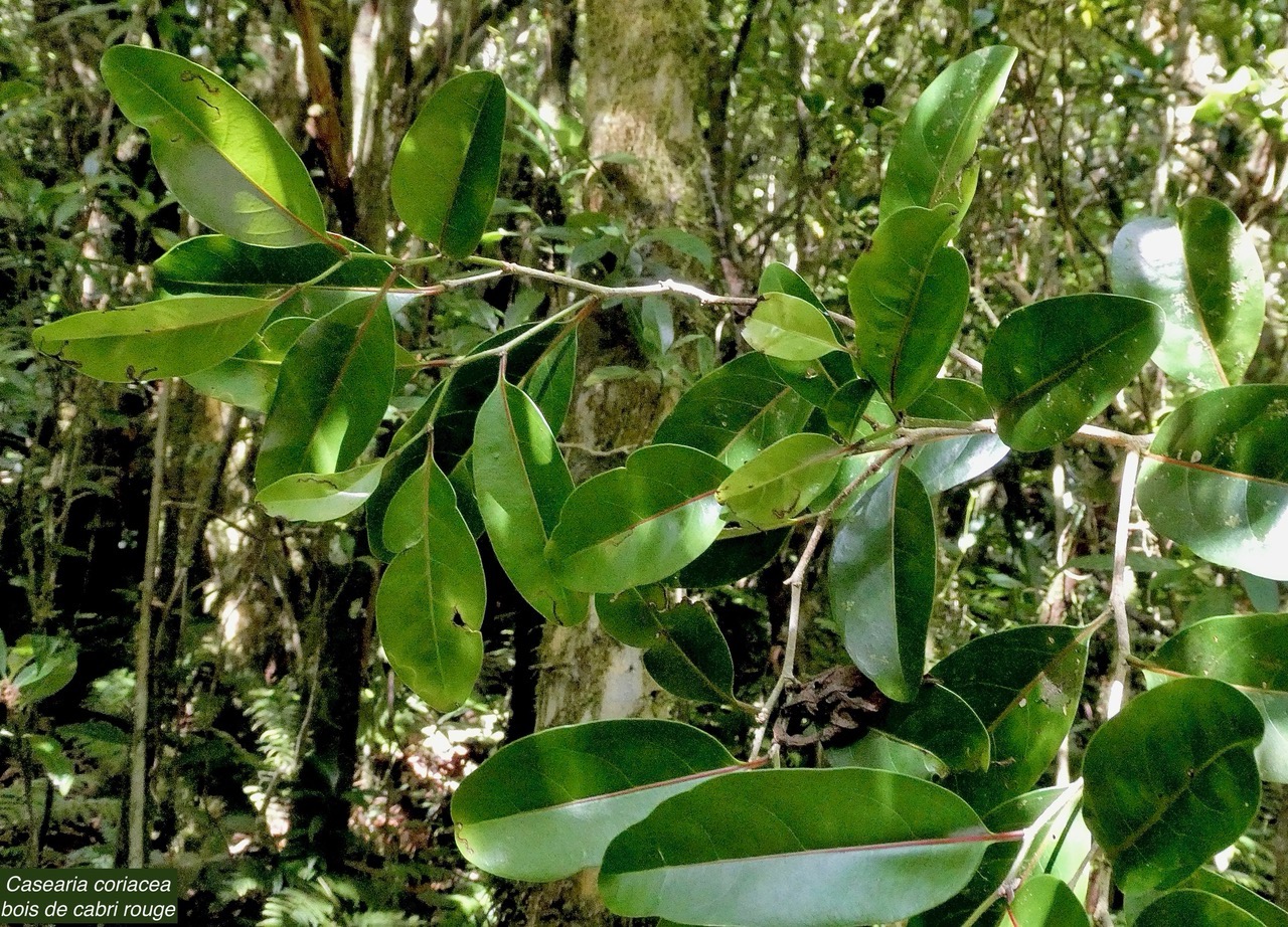 Casearia coriacea .bois de cabri rouge.salicaceae.endémique Réunion Maurice..jpeg