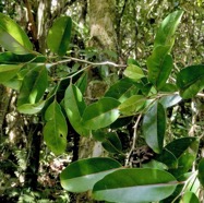 Casearia coriacea .bois de cabri rouge.salicaceae.endémique Réunion Maurice..jpeg