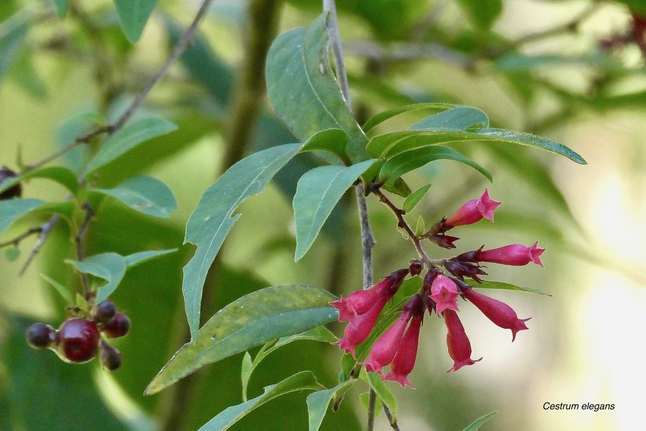 Cestrum elegans.solanaceae.stenonaturalisé.espèce envahissante..jpeg