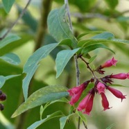 Cestrum elegans.solanaceae.stenonaturalisé.espèce envahissante..jpeg