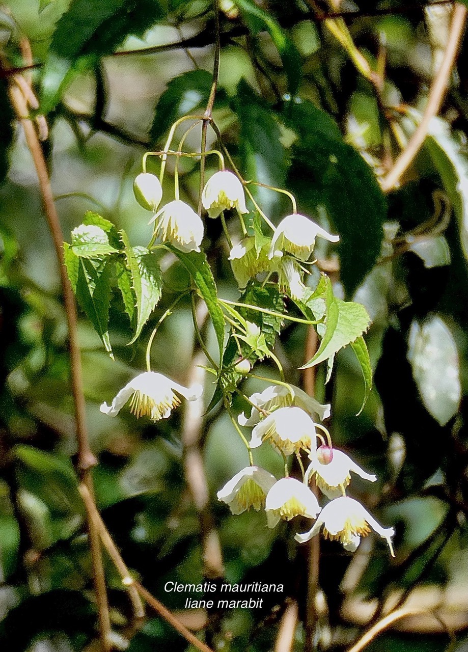 Clematis mauritina.liane arabique.liane marabit.ranunculaceae.indigène Réunion. (1).jpeg