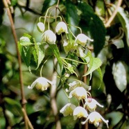 Clematis mauritina.liane arabique.liane marabit.ranunculaceae.indigène Réunion. (1).jpeg