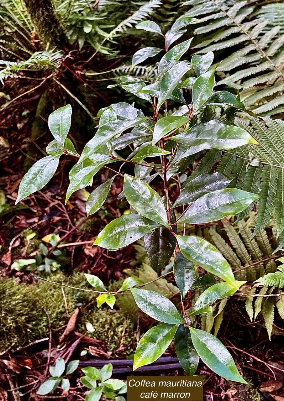 Coffea mauritiana.café marron.rubiaceae.endémique Réunion Maurice. (1).jpeg