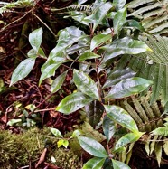 Coffea mauritiana.café marron.rubiaceae.endémique Réunion Maurice. (1).jpeg