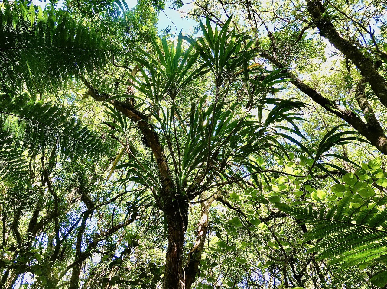 Cordyline mauritiana.canne marronne.asparagaceae.endémique Réunion Maurice.au centre en haut d'un arbre mort..jpeg