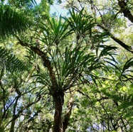 Cordyline mauritiana.canne marronne.asparagaceae.endémique Réunion Maurice.au centre en haut d'un arbre mort..jpeg