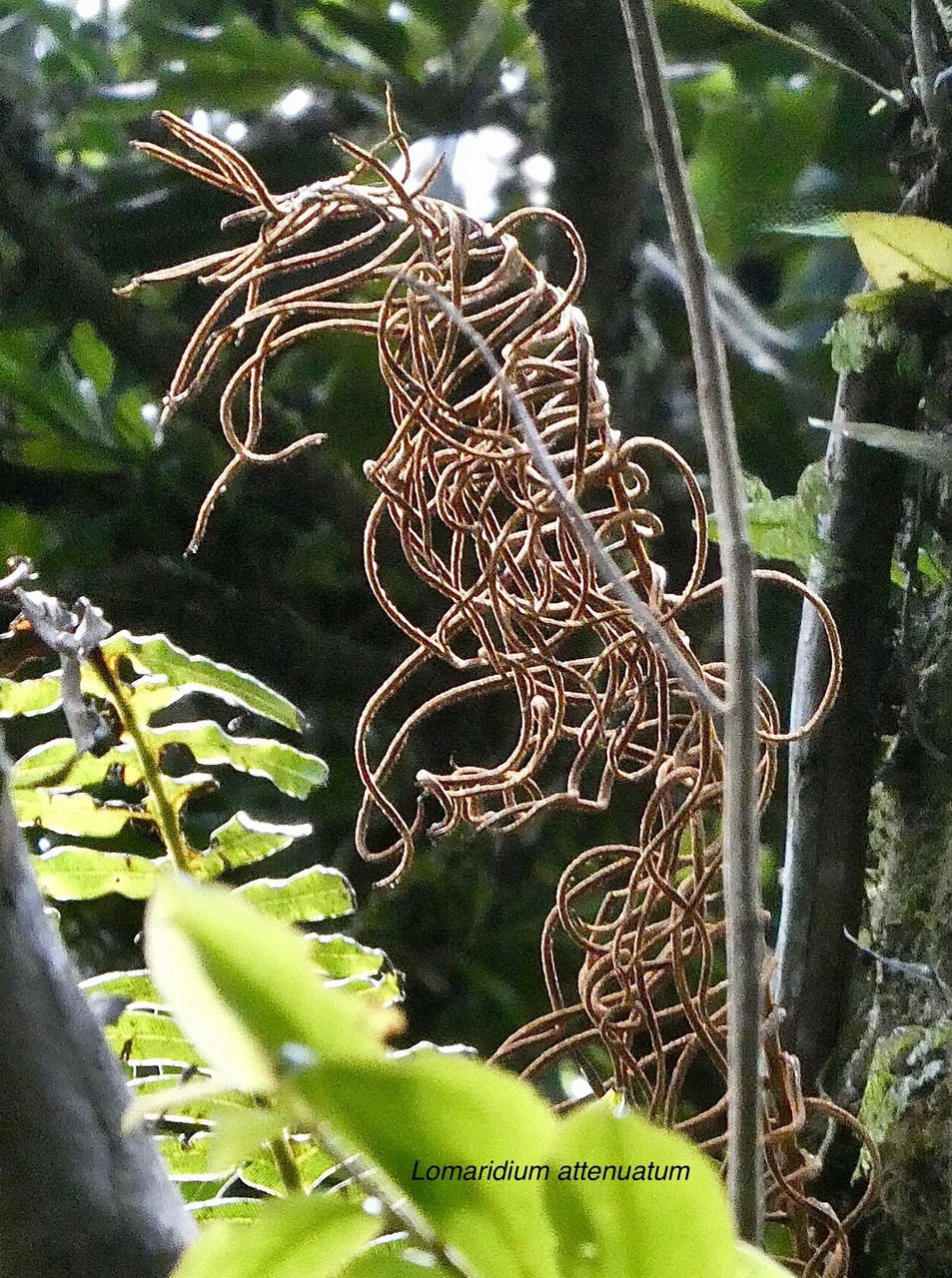 Lomaridium attenuatum.(Blechnum attenuatum ) fronde fertile blechnaceae.indigène Réunion..jpeg