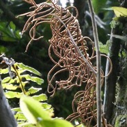 Lomaridium attenuatum.(Blechnum attenuatum ) fronde fertile blechnaceae.indigène Réunion..jpeg