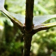 Noronhia broomeana. ( Chionanthus broomeanus )bois de coeur bleu . pétiole des feuilles canaliculé .oleaceae.endémique Réunion. (1).jpeg