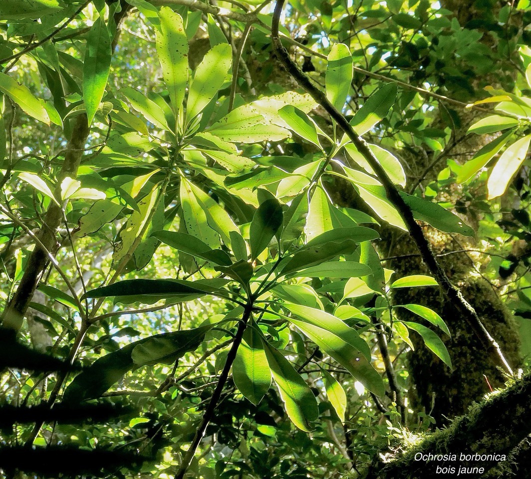 Ochrosia borbonica.bois jaune. apocynaceae.endémique Réunion Maurice..jpeg