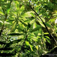 Ochrosia borbonica.bois jaune. apocynaceae.endémique Réunion Maurice..jpeg