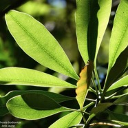 Ochrosia borbonica.bois jaune.( nervation des feuilles ) apocynaceae.endémique Réunion Maurice. (1).jpeg