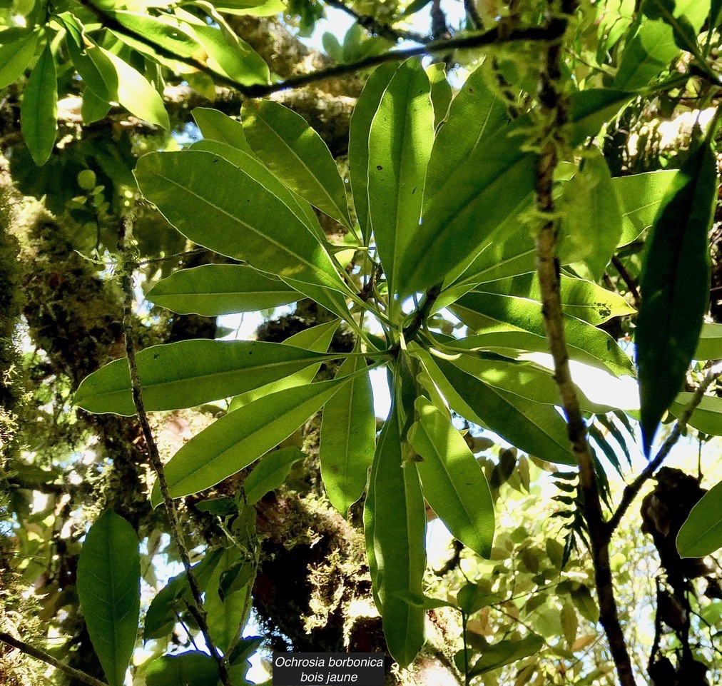 Ochrosia borbonica.bois jaune.apocynaceae.endémique Réunion Maurice..jpeg