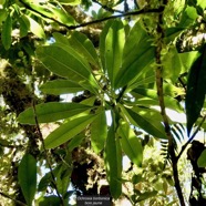 Ochrosia borbonica.bois jaune.apocynaceae.endémique Réunion Maurice..jpeg