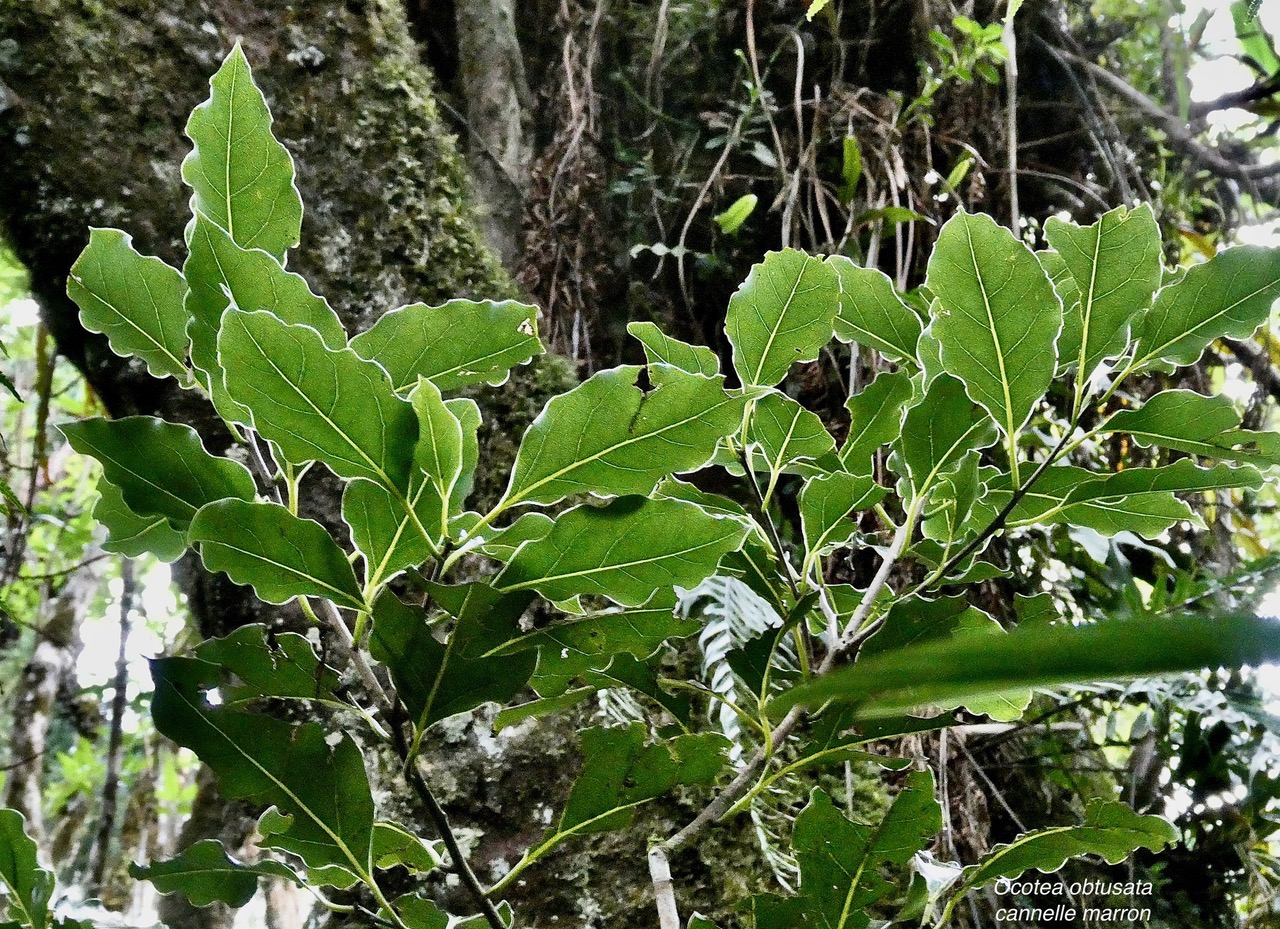 Ocotea obtusata  Cannelle  marron .lauraceae. endémique Réunion Maurice..jpeg