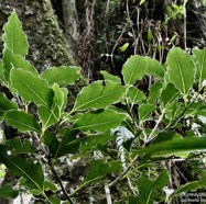 Ocotea obtusata  Cannelle  marron .lauraceae. endémique Réunion Maurice..jpeg