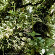 Peperomia tetraphylla.pourpier marron.piperaceae.indigène Réunion. (1).jpeg