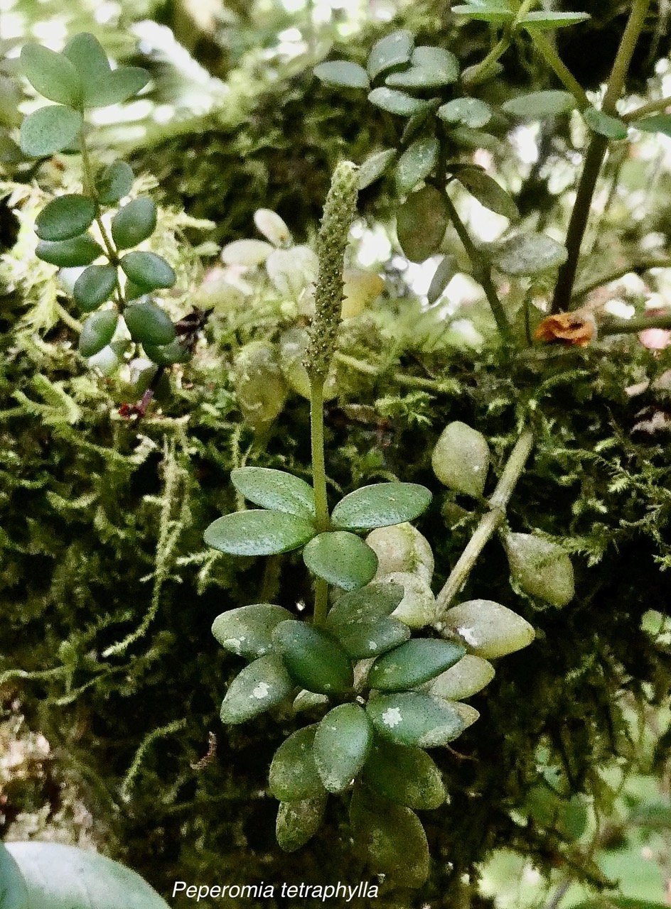 Peperomia tetraphylla.pourpier marron.piperaceae.indigène Réunion..jpeg