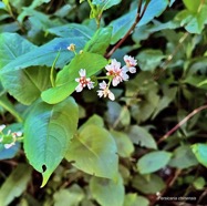 Persicaria chinensis.persicaire de Chine.liane rouge. polygonaceae.amphinaturalisé.espèce envahissante..jpeg