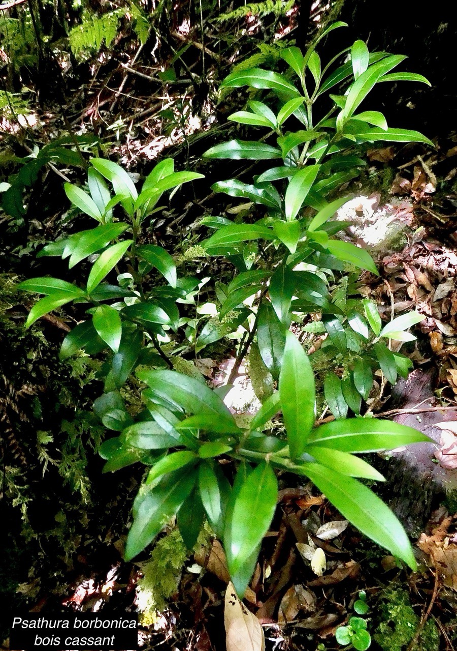 Psathura borbonica .bois cassant. rubiaceae..endémique Réunion. (1).jpeg