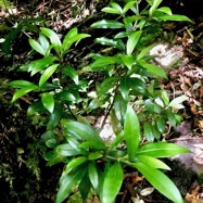 Psathura borbonica .bois cassant. rubiaceae..endémique Réunion. (1).jpeg