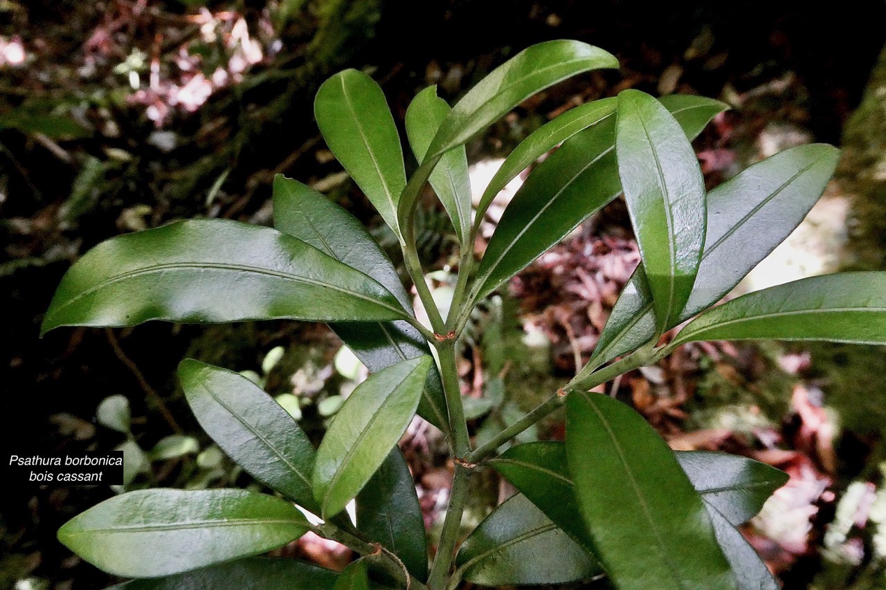 Psathura borbonica .bois cassant. rubiaceae..endémique Réunion. (1).jpeg