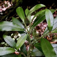 Psathura borbonica .bois cassant. rubiaceae..endémique Réunion. (2).jpeg