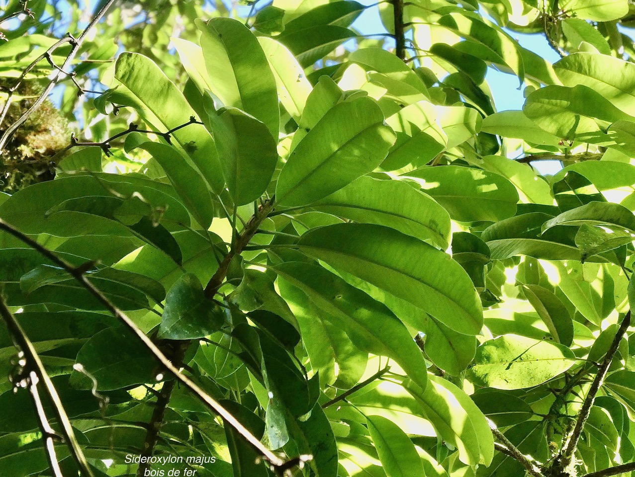 Sideroxylon majus.bois de fer.bois de fer blanc.sapotaceae.endémique Réunion. (1).jpeg