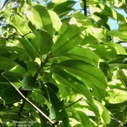 Sideroxylon majus.bois de fer.bois de fer blanc.sapotaceae.endémique Réunion. (1).jpeg