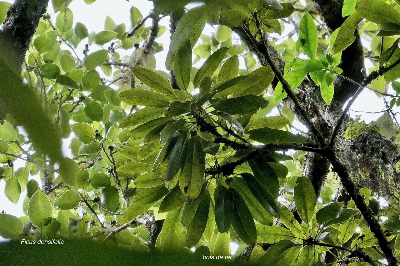 Sideroxylon majus.bois de fer.bois de fer blanc.sapotaceae.endémique Réunion. à droite et Ficus densifolia.affouche.grand affouche.moraceae.endémique Réunion Maurice. à gauche..jpeg