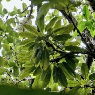 Sideroxylon majus.bois de fer.bois de fer blanc.sapotaceae.endémique Réunion. à droite et Ficus densifolia.affouche.grand affouche.moraceae.endémique Réunion Maurice. à gauche..jpeg