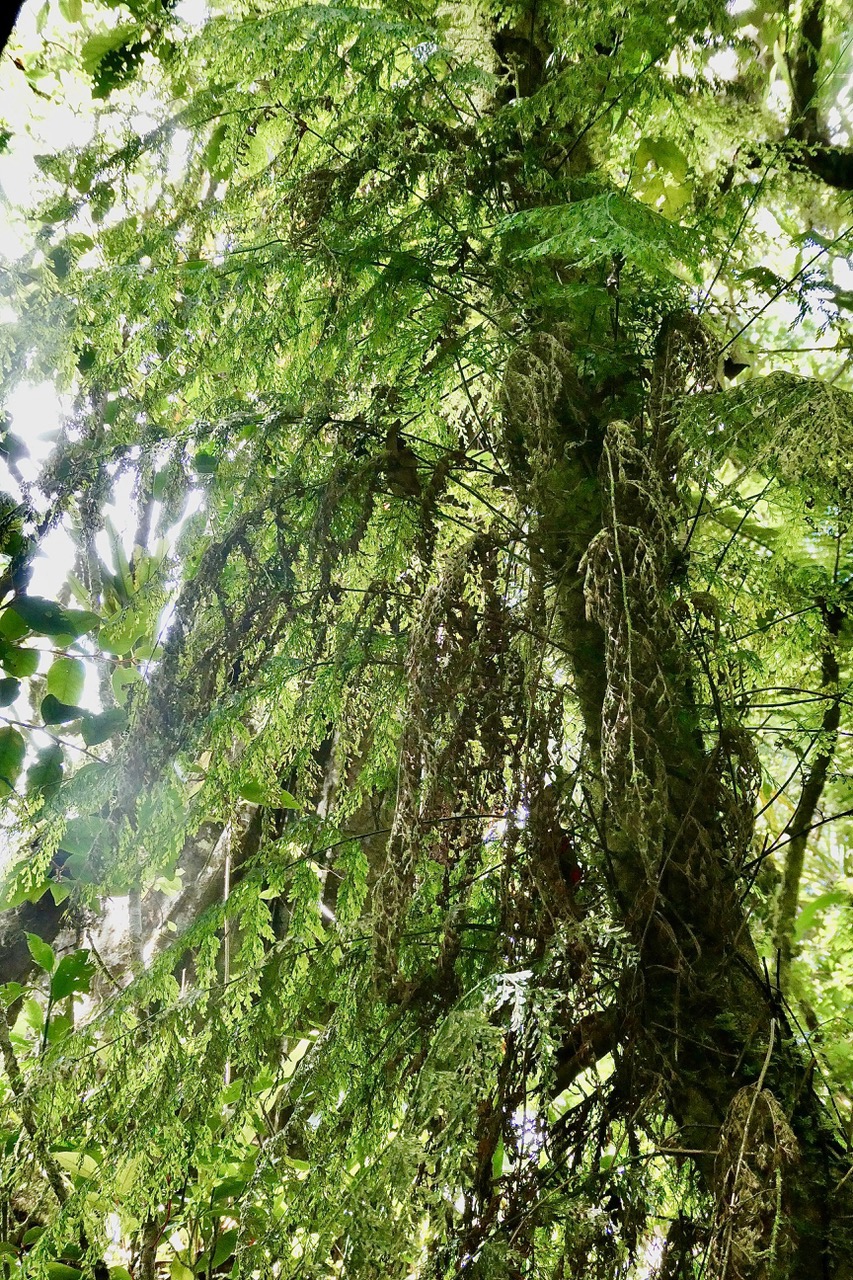 Vandenboschia gigantea.hymenophyllaceae.endémique Madagascar Comores Mascareignes.jpeg