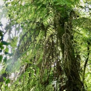 Vandenboschia gigantea.hymenophyllaceae.endémique Madagascar Comores Mascareignes.jpeg