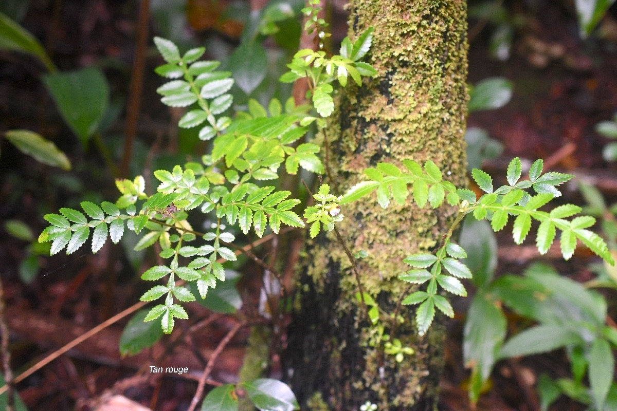  Weinmannia tinctoria Tan rouge Cunoniac eae Endémique La Réunion, Maurice .jpeg