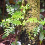  Weinmannia tinctoria Tan rouge Cunoniac eae Endémique La Réunion, Maurice .jpeg