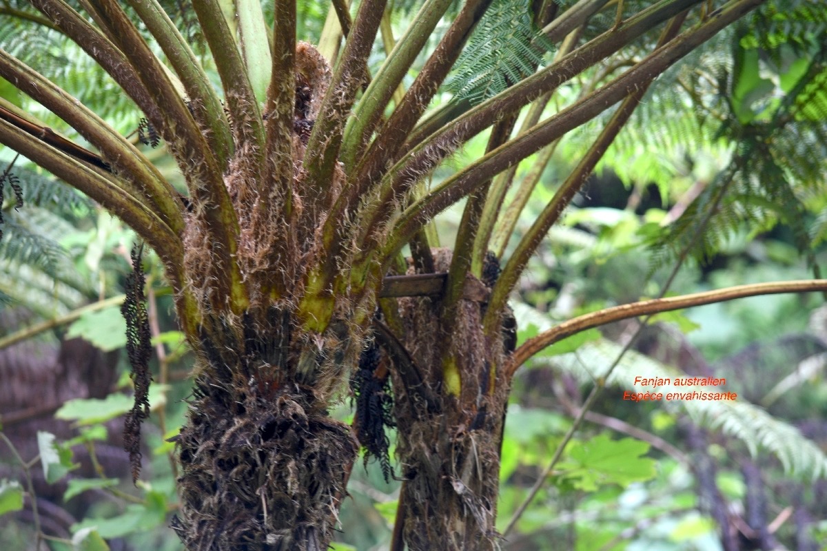 Alsophila cooperi Fanjan australien Cyatheaceae  E.jpeg