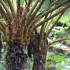 Alsophila cooperi Fanjan australien Cyatheaceae  E.jpeg