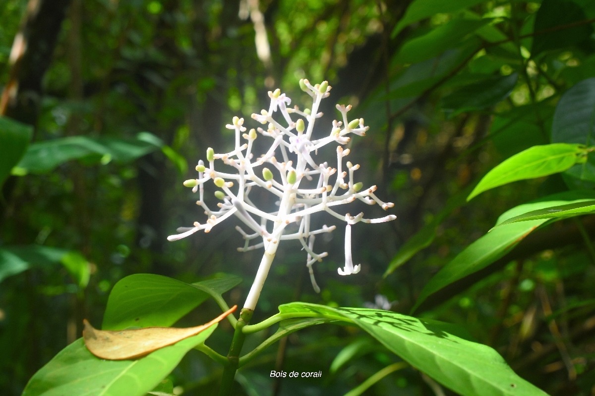 Chassalia  corallioides Bois de corail R ubiaceae Endémique La Réunion 7291.jpeg