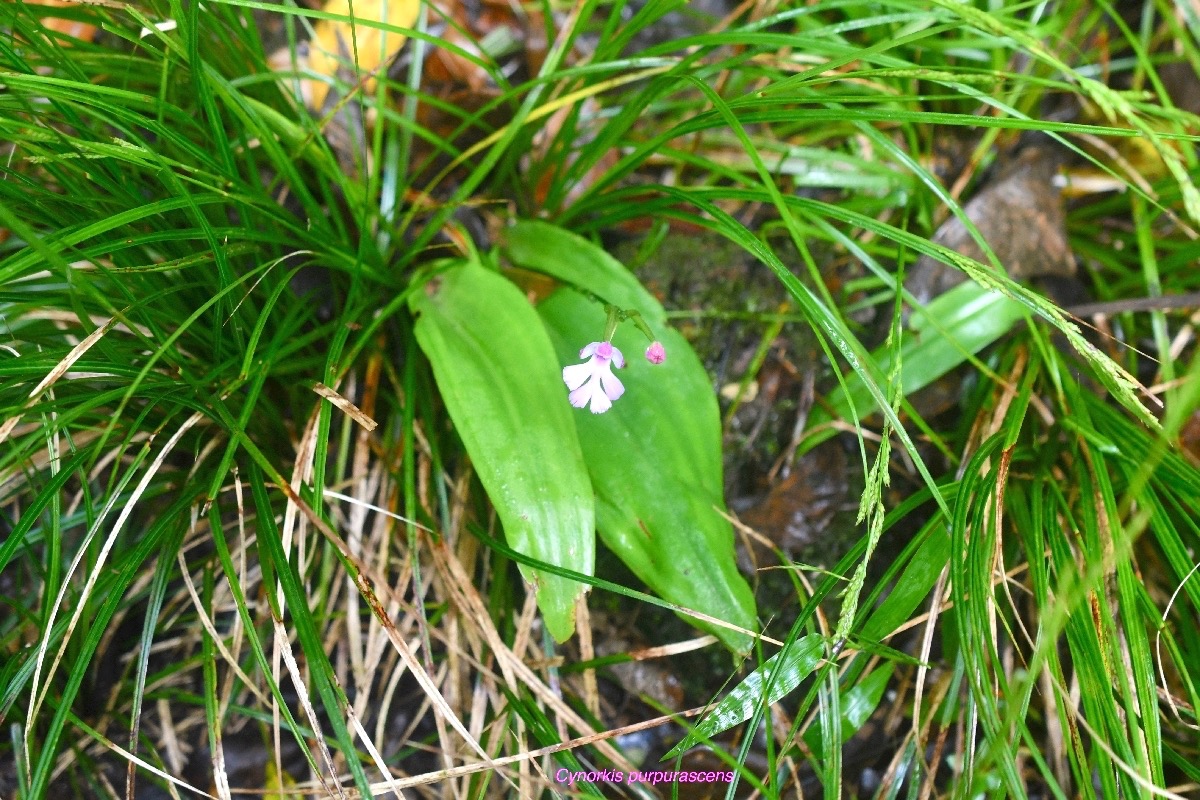 Cynokis purpurascens Orchidaceae  Indigène La Réunion 7275.jpeg